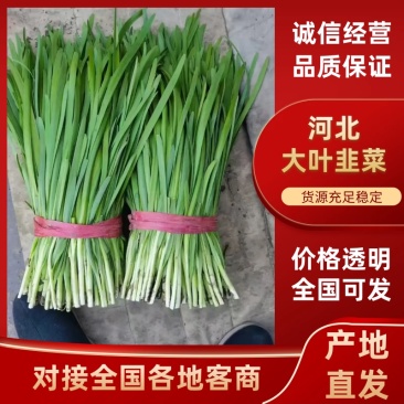 河北唐山乐亭韭菜大量货源，质量好，价格便宜需要的联系我