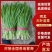 河北唐山乐亭韭菜大量货源，质量好，价格便宜需要的联系我