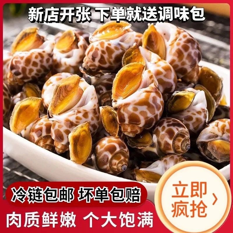 常年供应酒店，市场。短尾，长尾花螺