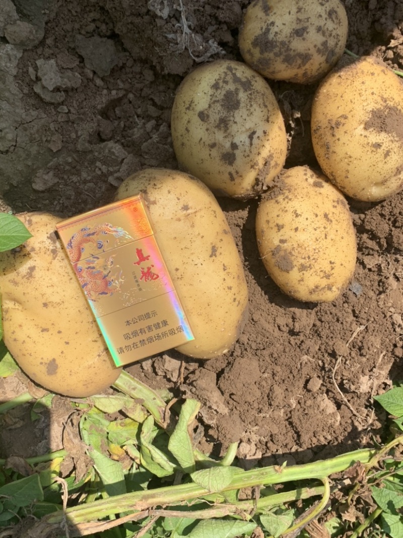 凌海沃土5号土豆大量上市中保质保量/诚信经营
