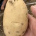 凌海沃土5号土豆大量上市中保质保量/诚信经营
