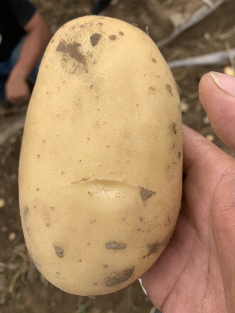 凌海沃土5号土豆大量上市中保质保量/诚信经营