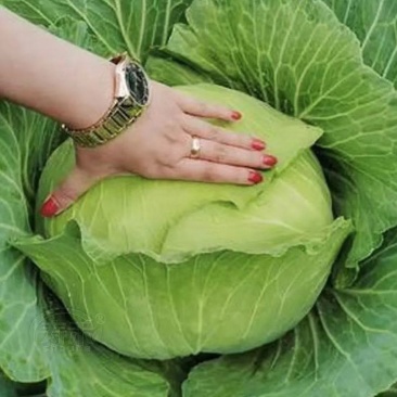 京丰扁包菜湖北扁包菜精品扁包菜产地发货一手货