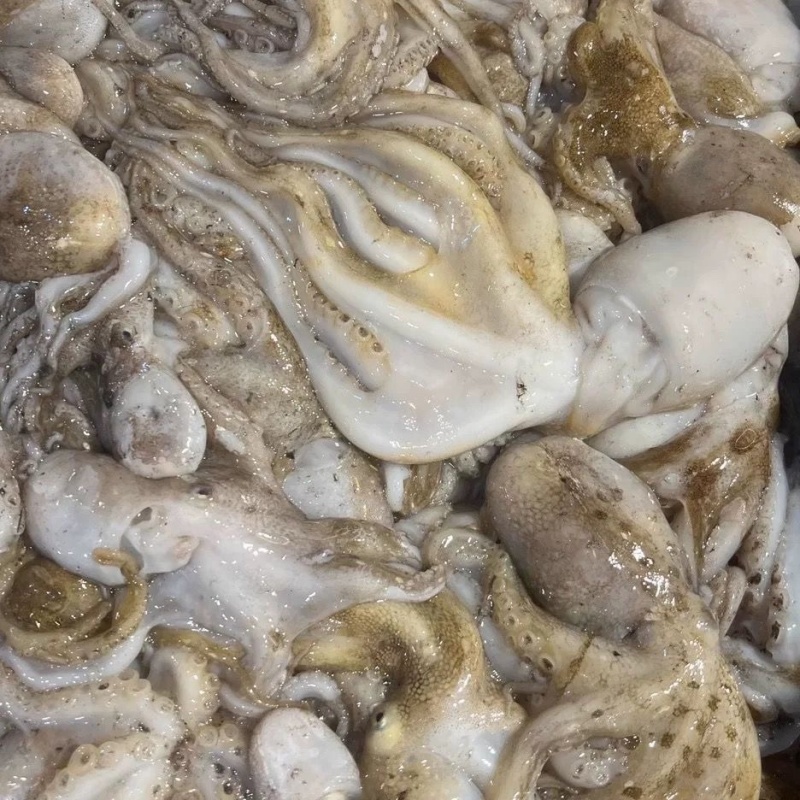 连云港冰鲜短腿八爪鱼章鱼批发
