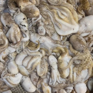 连云港冰鲜短腿八爪鱼章鱼批发