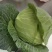 京丰扁包菜湖北扁包菜精品扁包菜产地发货一手货