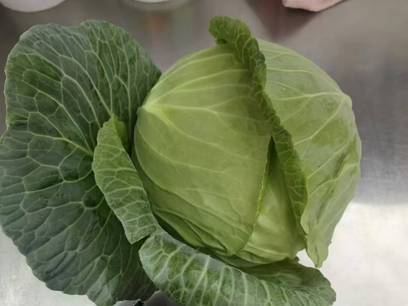 京丰扁包菜湖北扁包菜精品扁包菜产地发货一手货