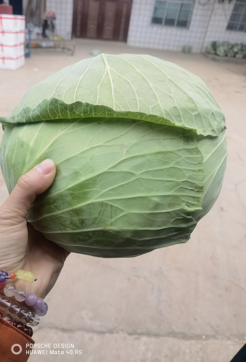 京丰扁包菜湖北扁包菜精品扁包菜产地发货一手货