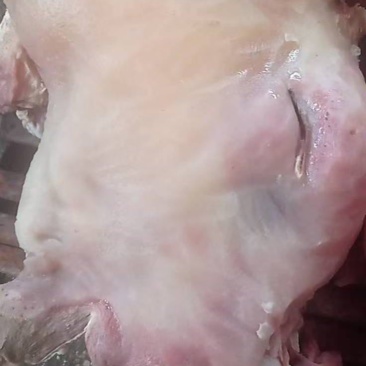 一手货源新鲜牛头肉随时可聊价格美丽品质保证