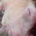 一手货源新鲜牛头肉随时可聊价格美丽品质保证