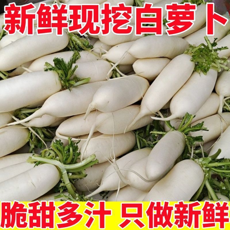 新一季白萝卜，四川产地直发，全国供货，品质保证，欢迎订购