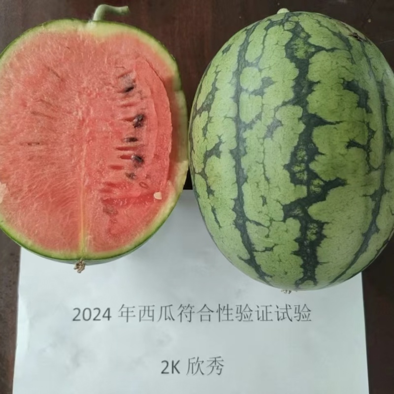 大齐2K欣秀西瓜种子超甜水果皮薄红瓤脆甜礼品西瓜种子早熟