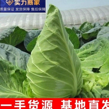 牛心头牛心甘蓝湖北牛心甘蓝牛心菜产地发货一手货