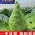 牛心头牛心甘蓝湖北牛心甘蓝牛心菜产地发货一手货