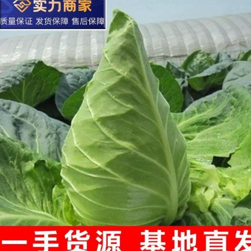牛心头牛心甘蓝湖北牛心甘蓝牛心菜产地发货一手货