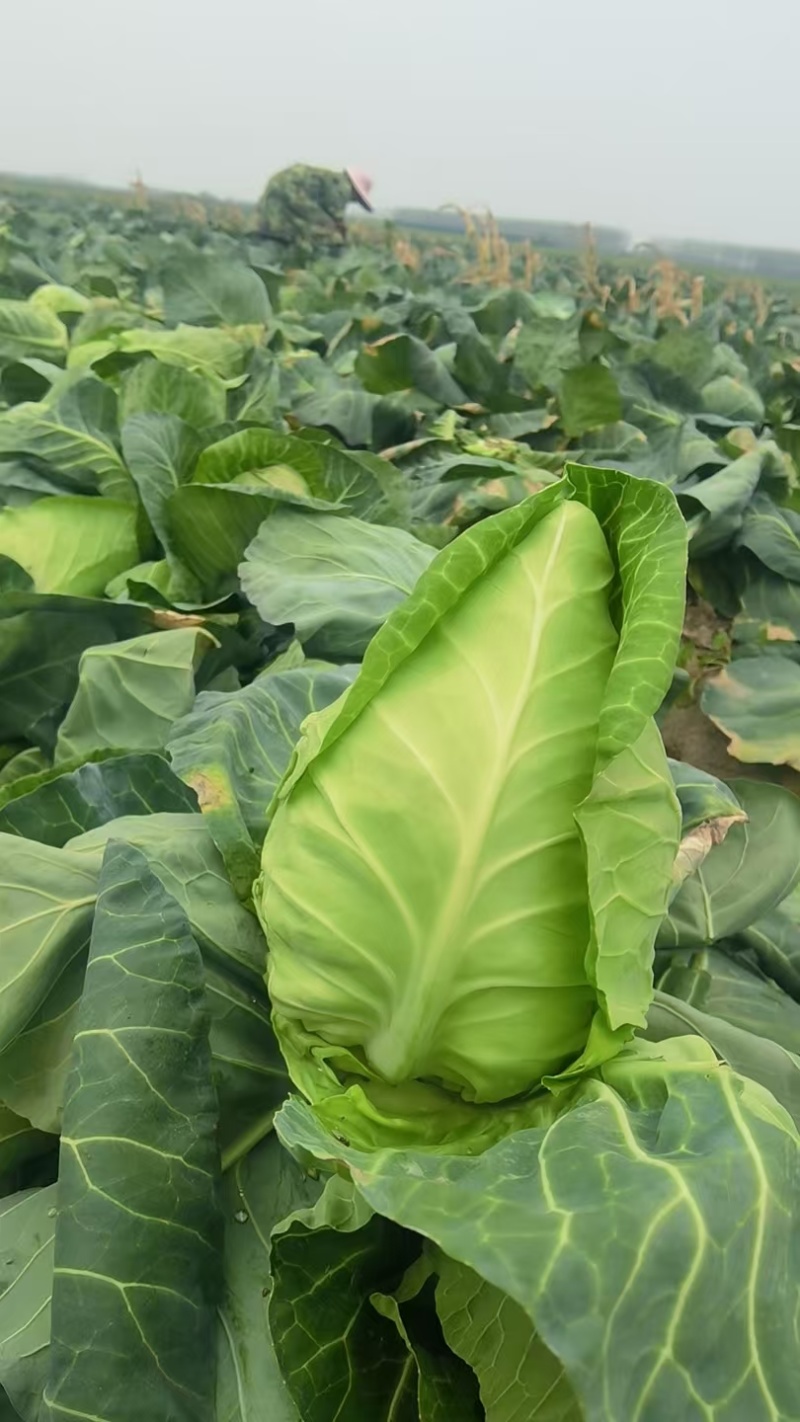 牛心头牛心甘蓝湖北牛心甘蓝牛心菜产地发货一手货