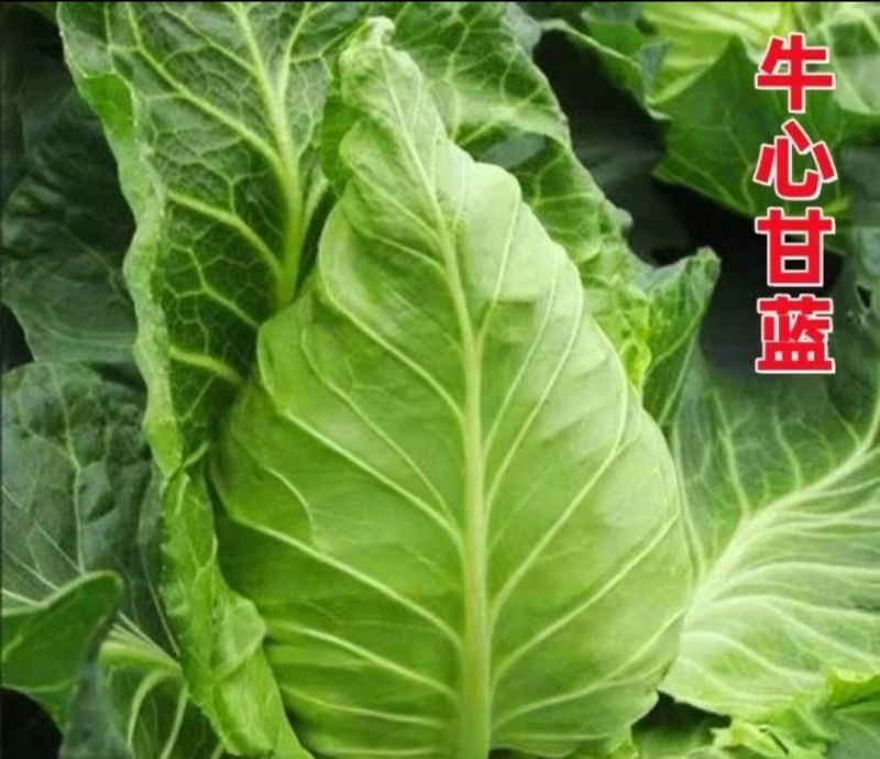 牛心头牛心甘蓝湖北牛心甘蓝牛心菜产地发货一手货