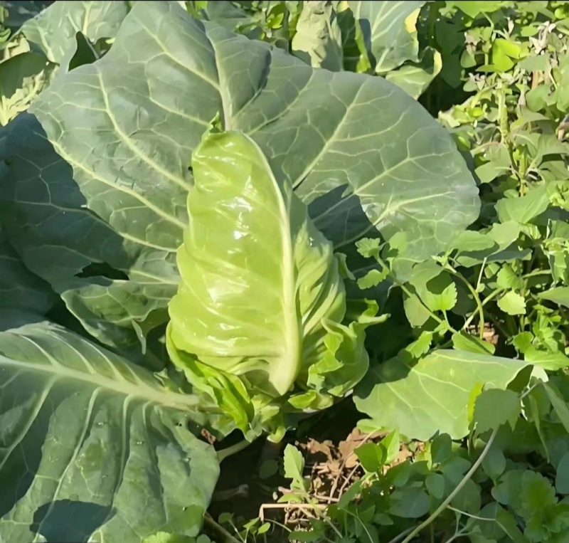 牛心头牛心甘蓝湖北牛心甘蓝牛心菜产地发货一手货