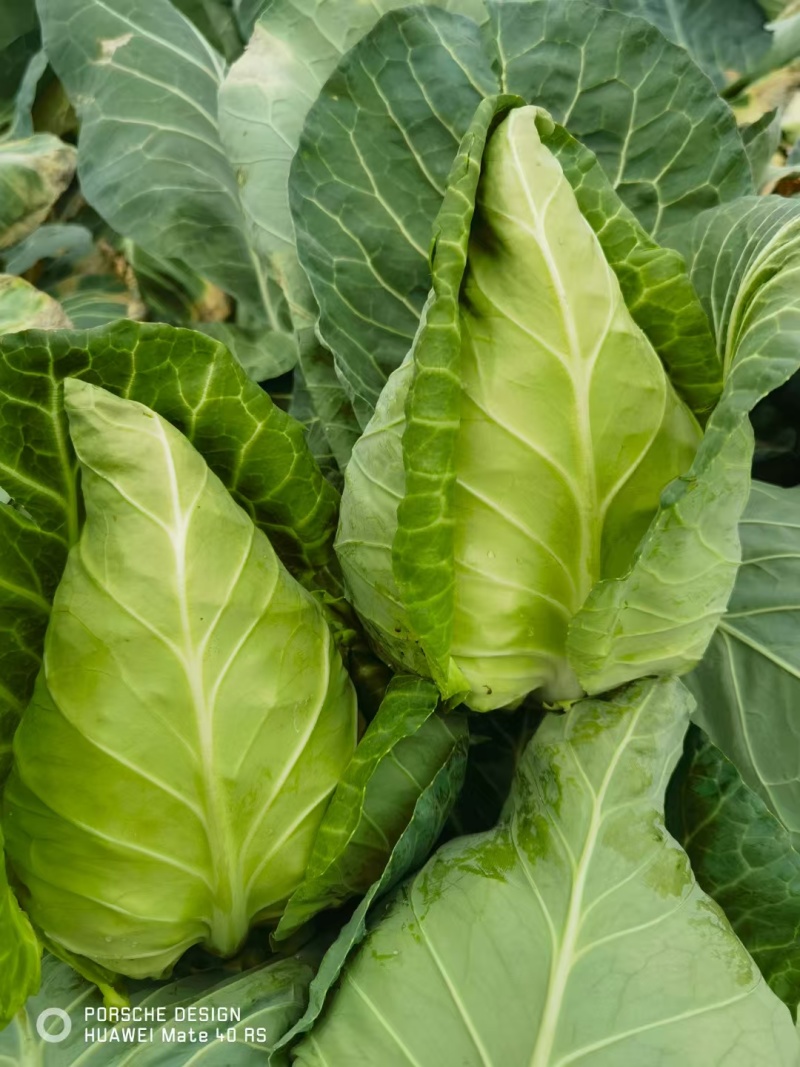 牛心头牛心甘蓝湖北牛心甘蓝牛心菜产地发货一手货