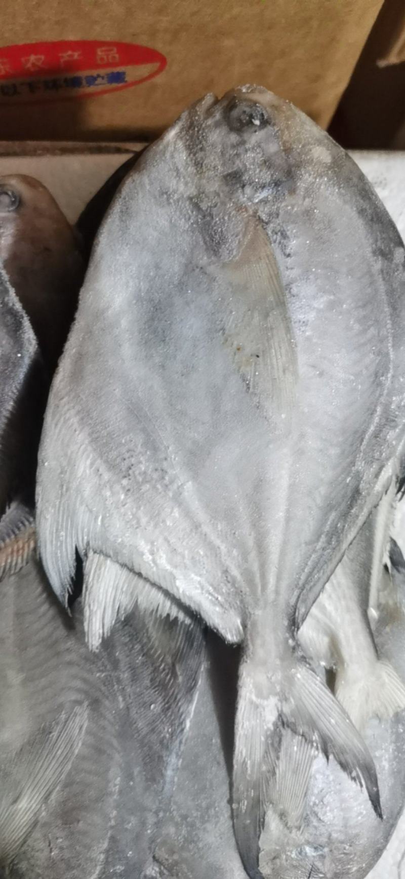 银鲳鱼，河中鲤，海中鲳，都是以鲜度闻名的，昌美也