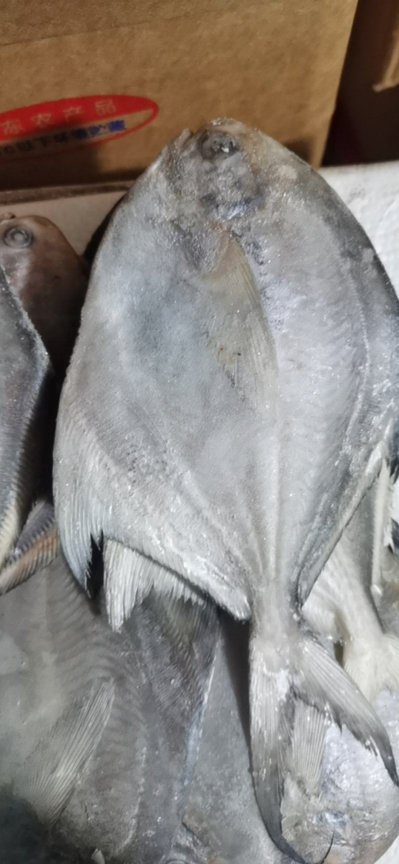 银鲳鱼，河中鲤，海中鲳，都是以鲜度闻名的，昌美也