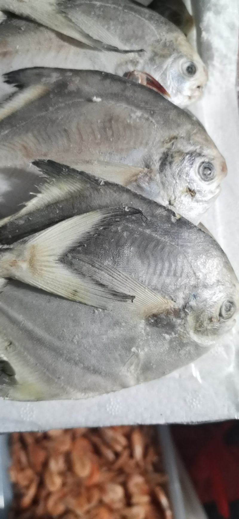 银鲳鱼，河中鲤，海中鲳，都是以鲜度闻名的，昌美也