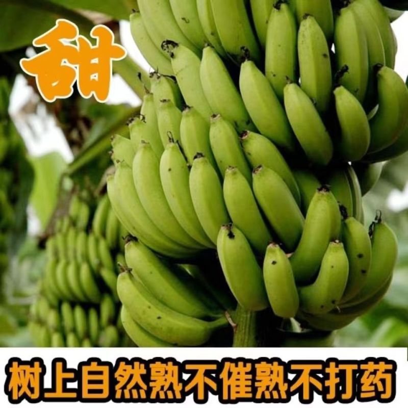 云南高山现摘大香蕉水果现摘现发无药水自然熟威尼斯香蕉一件代发