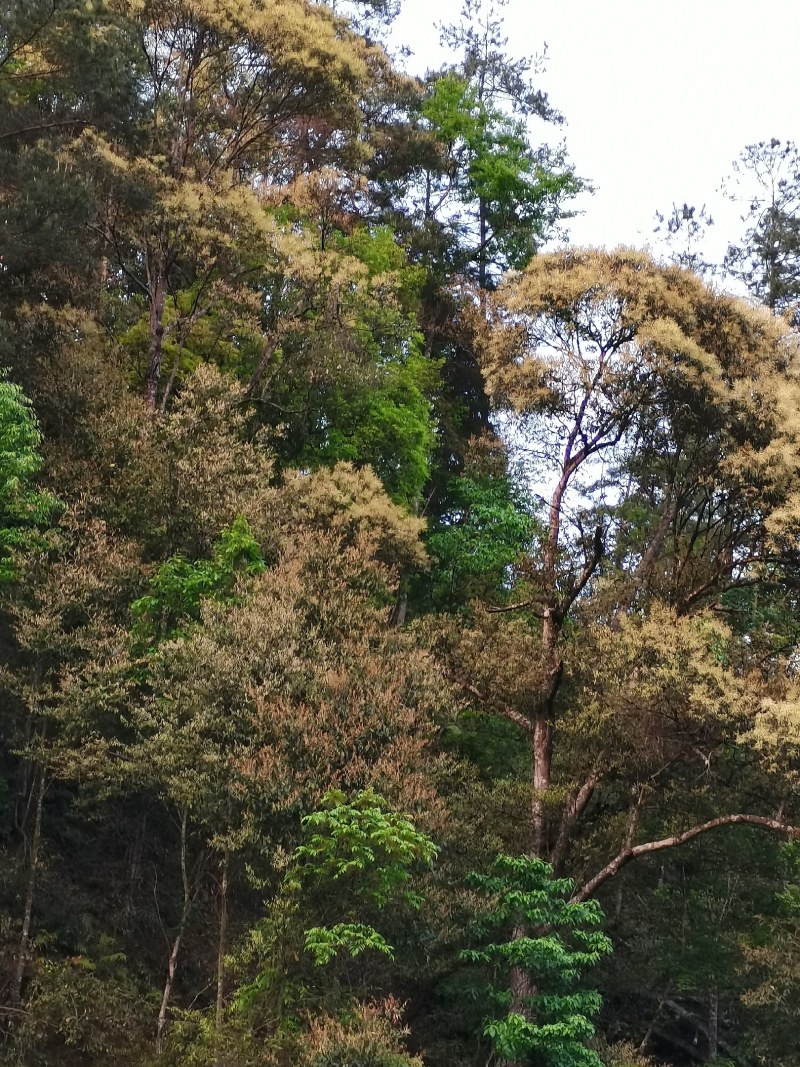 产地直销野生米锥栗种子颗粒饱满（最后60斤）