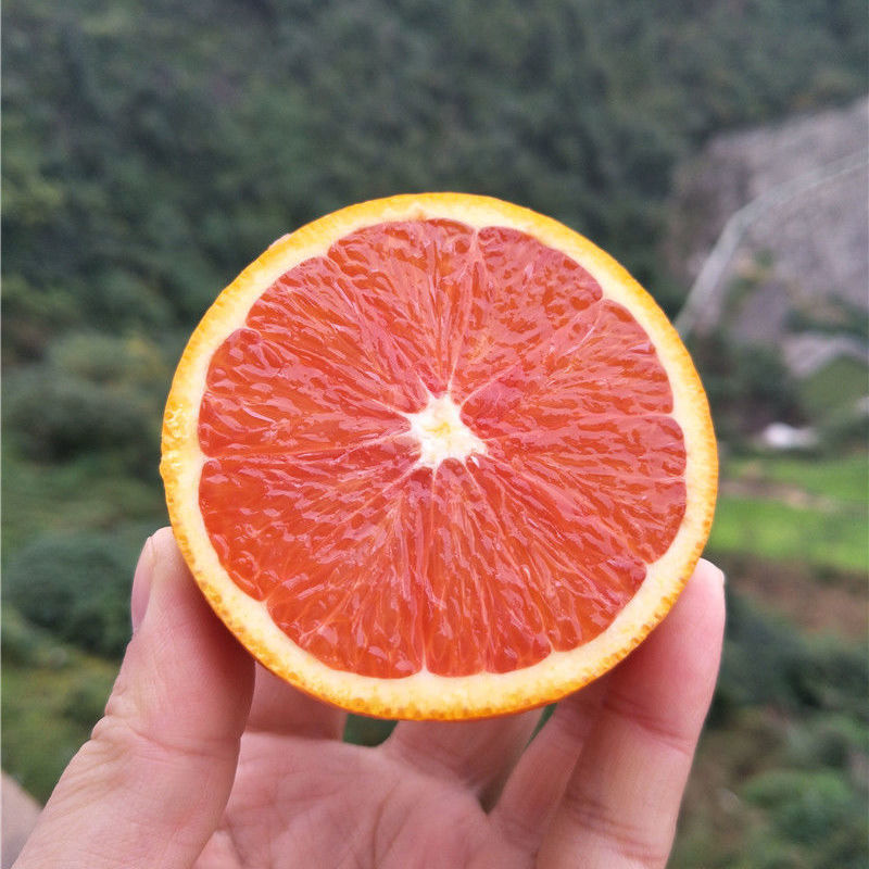 新鲜现摘橙子中华红血橙新鲜红橙应季孕妇水果一件代发