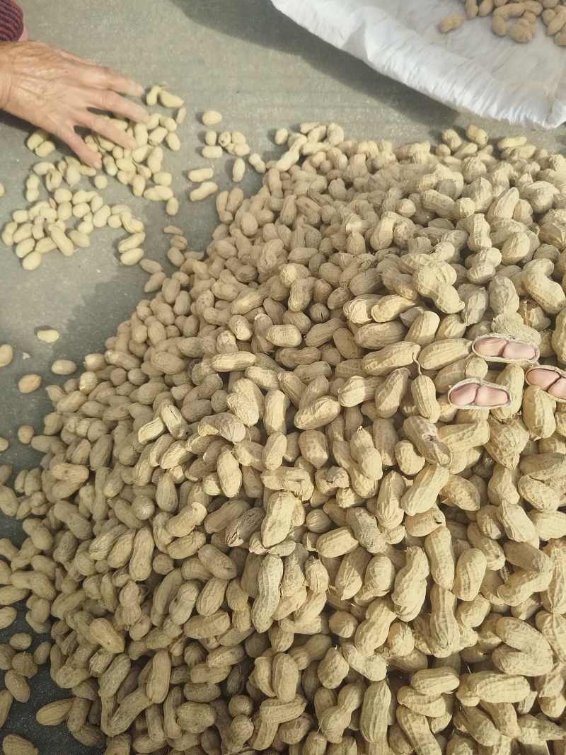 精品花生，货源充足一手货源，量大从优，欢迎选购