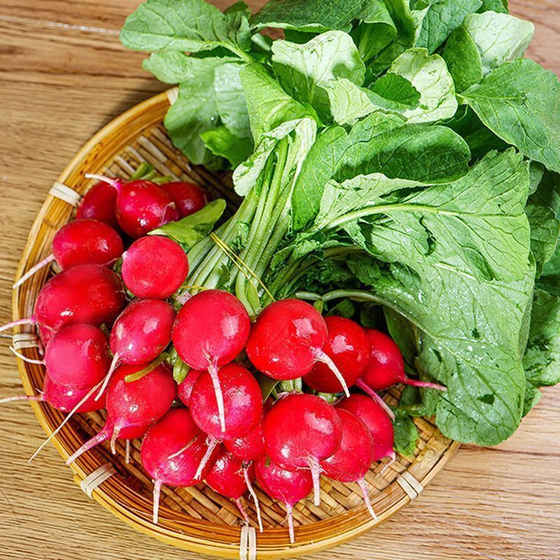 樱桃小萝卜种子四季水果小萝卜阳台盆栽易种高产菠菜香菜蔬菜