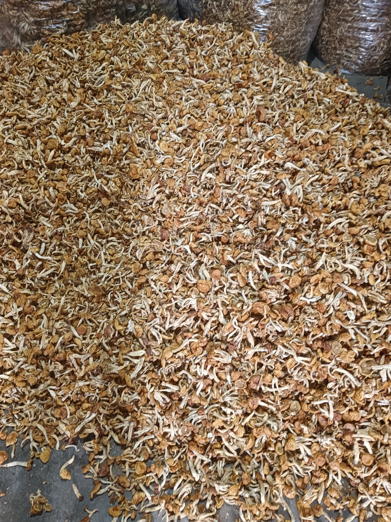 单根根滑子菇，福建古田食用菌批发市场，产地直销。