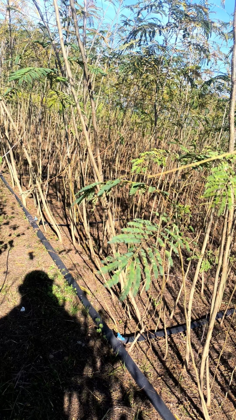 合欢苗、合欢小苗1米高到3公分基地直发，一手货源