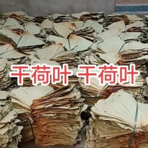 干荷叶