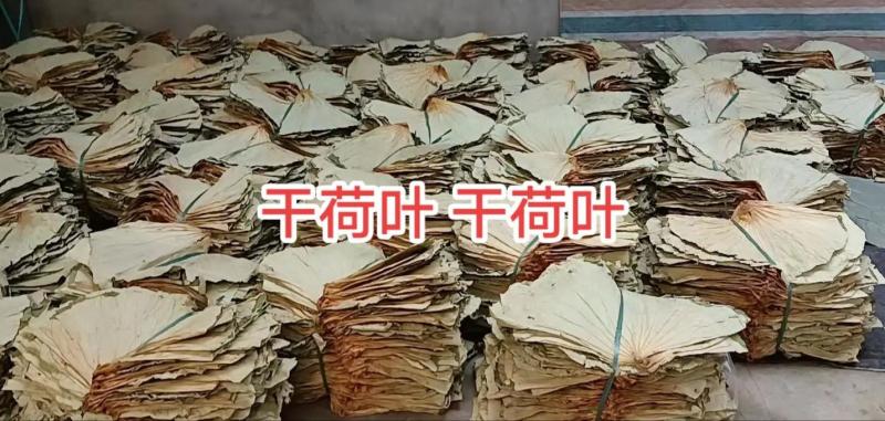 干荷叶