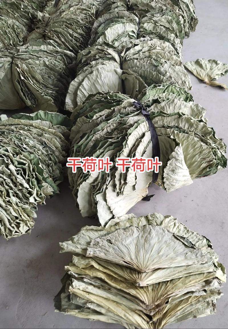 干荷叶