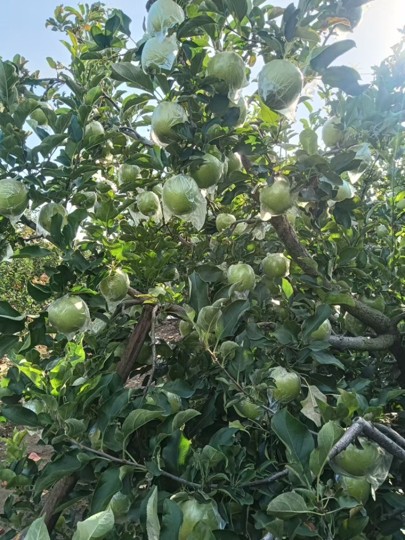 精品苹果王林苹果品质保证基地直发价格实惠