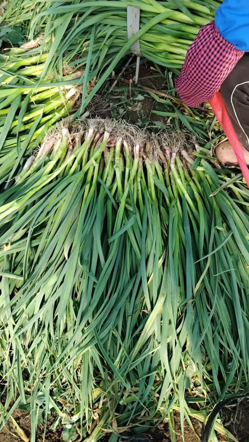 大棚新鲜红根蒜苗大量上市产地一手货源支持物流发货大量现货