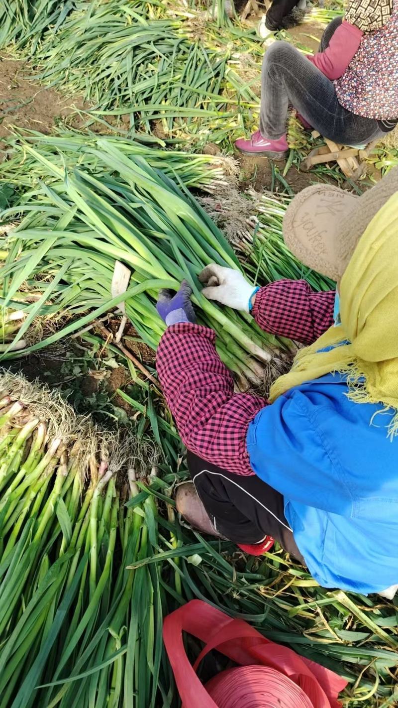 大棚新鲜红根蒜苗大量上市产地一手货源支持物流发货大量现货