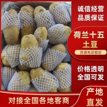 荷兰土豆，荷兰十五土豆装箱套网产地直供价格合理