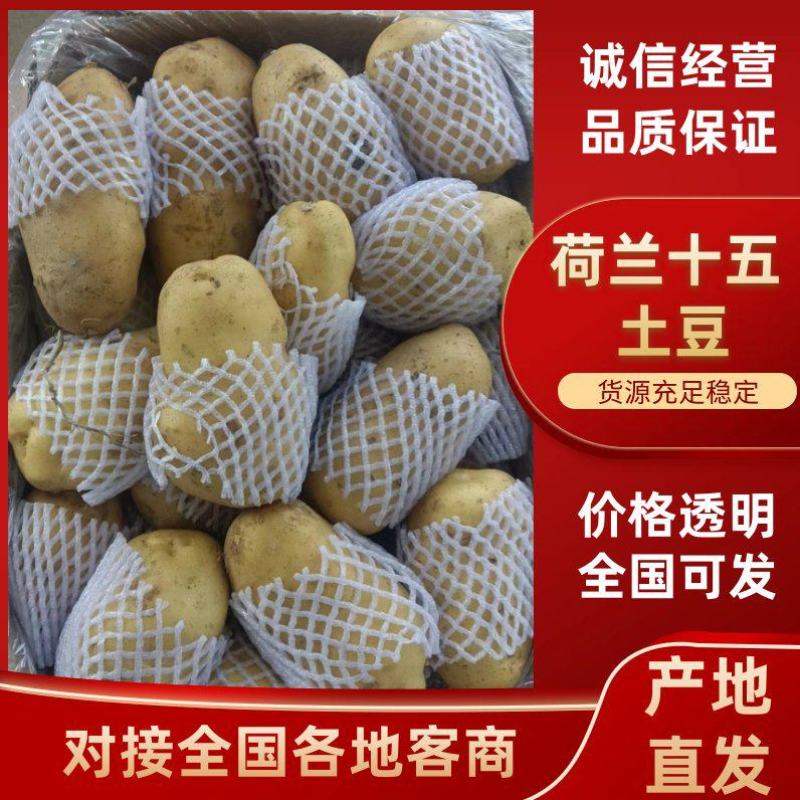 荷兰土豆，荷兰十五土豆装箱套网产地直供价格合理