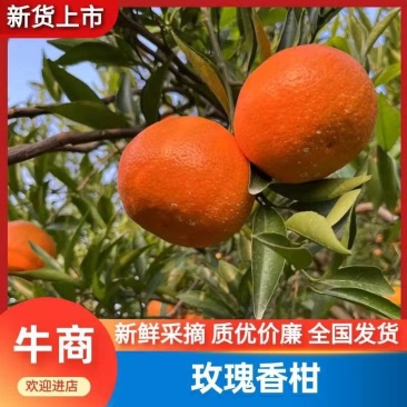 四川金堂玫瑰香柑大量上市皮薄汁水足甜度高价格便宜
