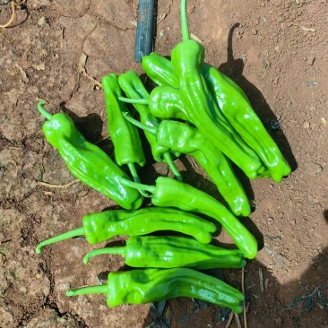 泡椒徐闻泡椒一手货源对接商超量大从优可视频欢迎