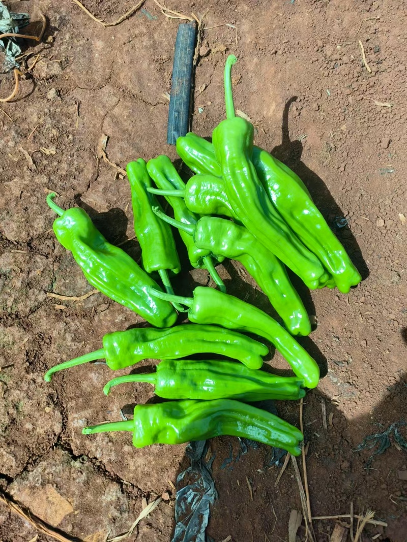 泡椒徐闻泡椒一手货源对接商超量大从优可视频欢迎