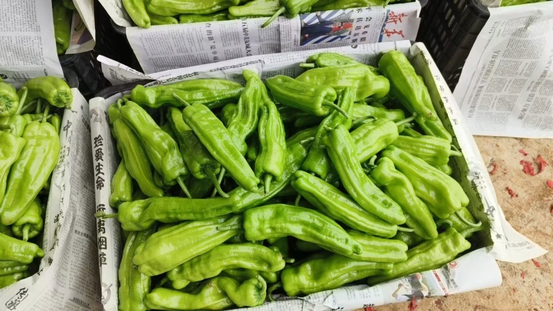 泡椒徐闻泡椒一手货源对接商超量大从优可视频欢迎