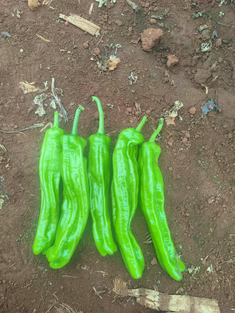 泡椒徐闻泡椒一手货源对接商超量大从优可视频欢迎