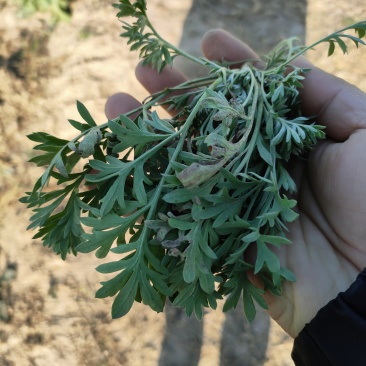 推荐鲜茵陈山野菜营养价值高现采现发品质保障欢迎联系