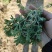 推荐鲜茵陈山野菜营养价值高现采现发品质保障欢迎联系