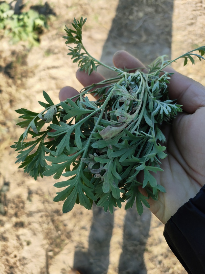 推荐鲜茵陈山野菜营养价值高现采现发品质保障欢迎联系