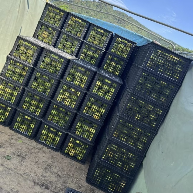 福建翡翠青皮葡萄柚，对接批发商，电商，社区团购等各种规格